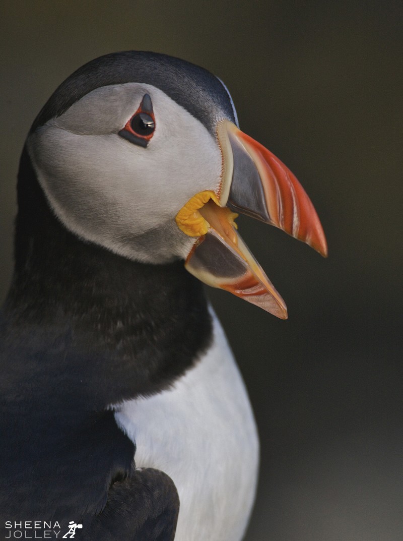 Puffin Talk.jpg - Deep bill and two and a half grooves signifies that this is a four to five year old puffin. A puffin will only breed after four to five years at sea. As the lovable puffin spends most of the year far out to sea and this may be this puffin's first visit to land to breed it was a wonderful moment to capture this image in the very early morning light.